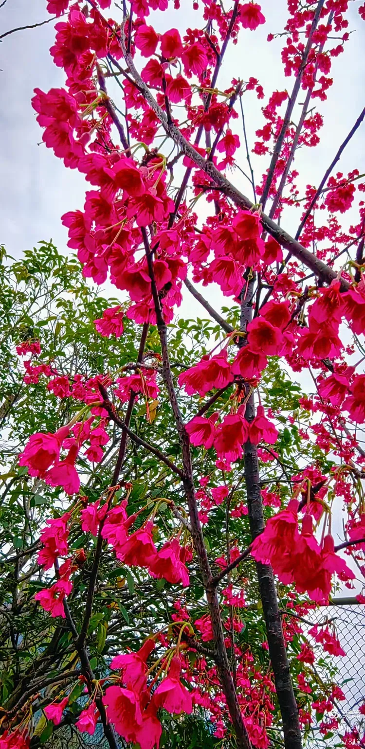 万州区樱花渡公园松月樱花醉美了!